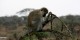 Tanzanie - 2010-09 - 209 - Serengeti - Singe vervet